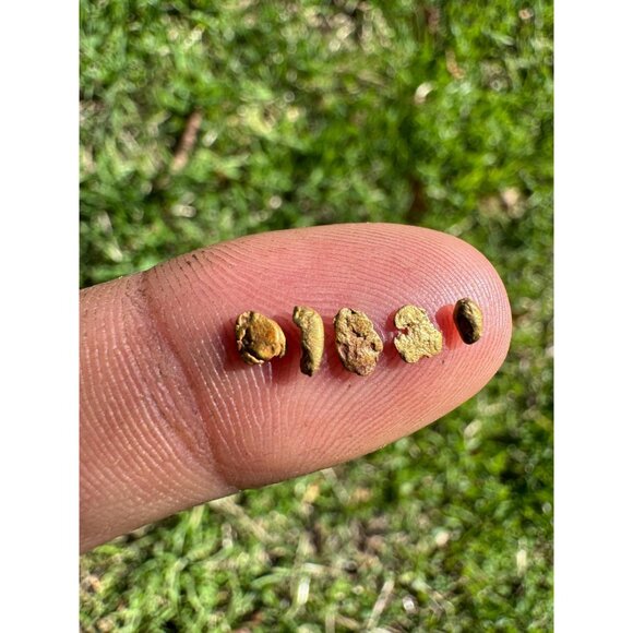 California Gold Nuggets in Display Case - 0.32 grams - Picture 5 of 7